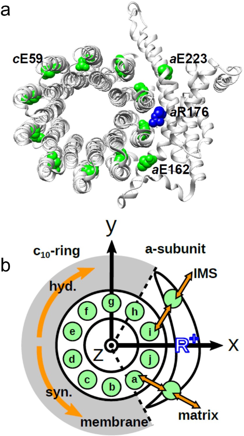 PDF) The molecular mechanism of ATP synthesis by F1F0-ATP synthase | Sunil  Nath - Academia.edu
