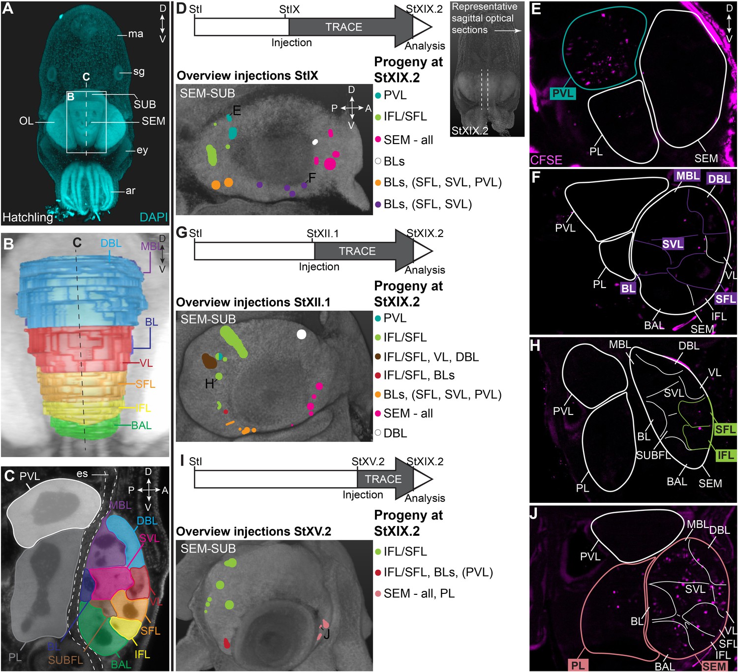 Identification of neural progenitor cells and their progeny reveals ...