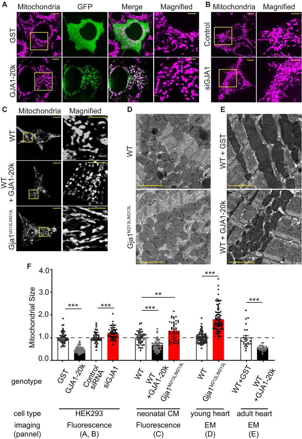 Figures and data in Protective mitochondrial fission induced by 