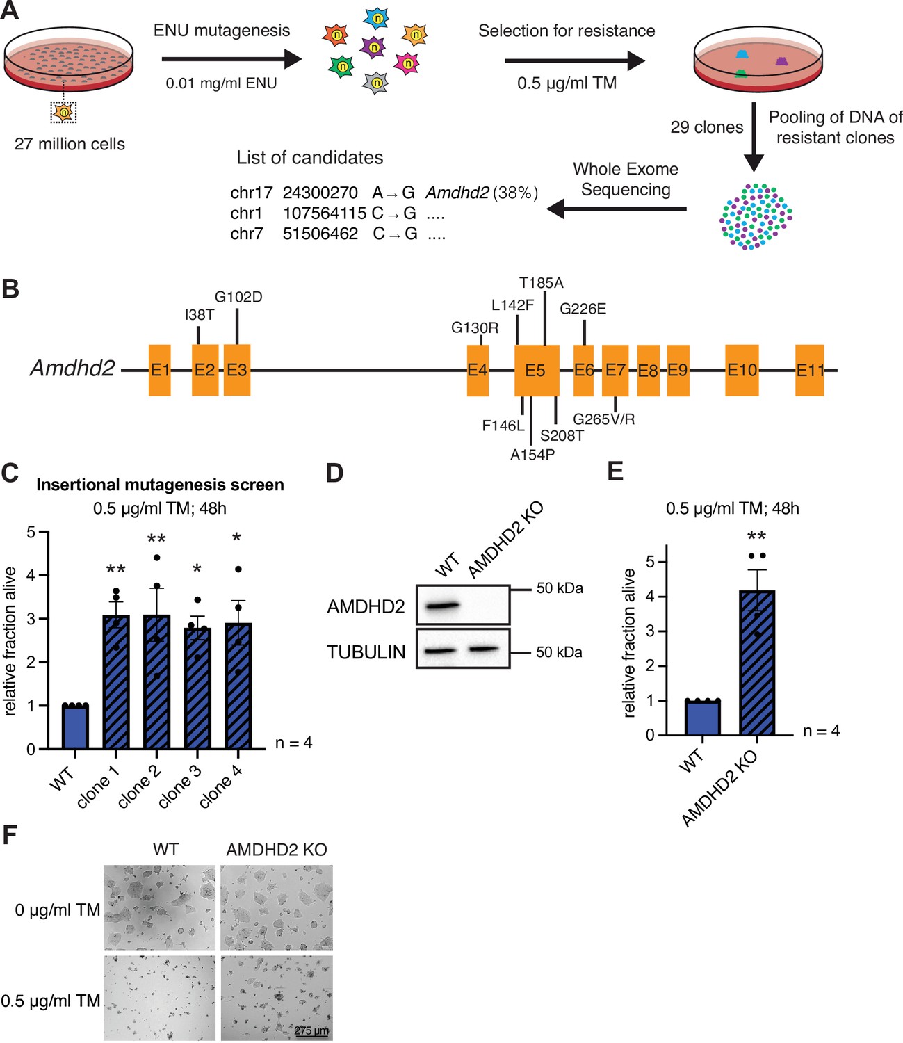 GFPT2/GFAT2 and AMDHD2 act in tandem to control the hexosamine pathway ...