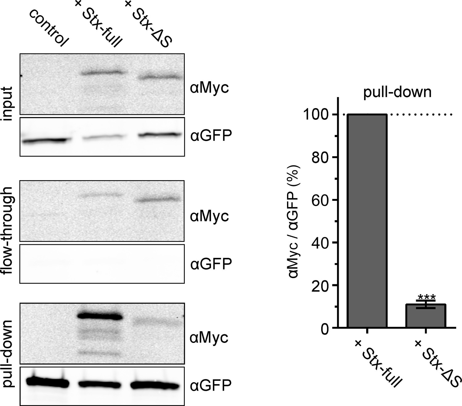 The Mesoscale Organization Of Syntaxin 1a And Snap25 Is Determined By