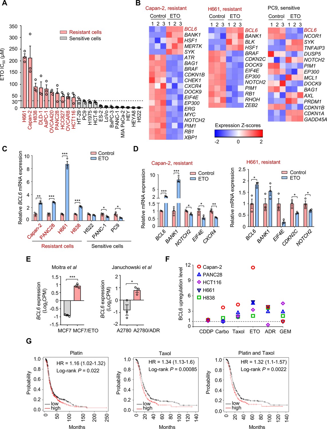 The oncoprotein BCL6 enables solid tumor cells to evade genotoxic ...