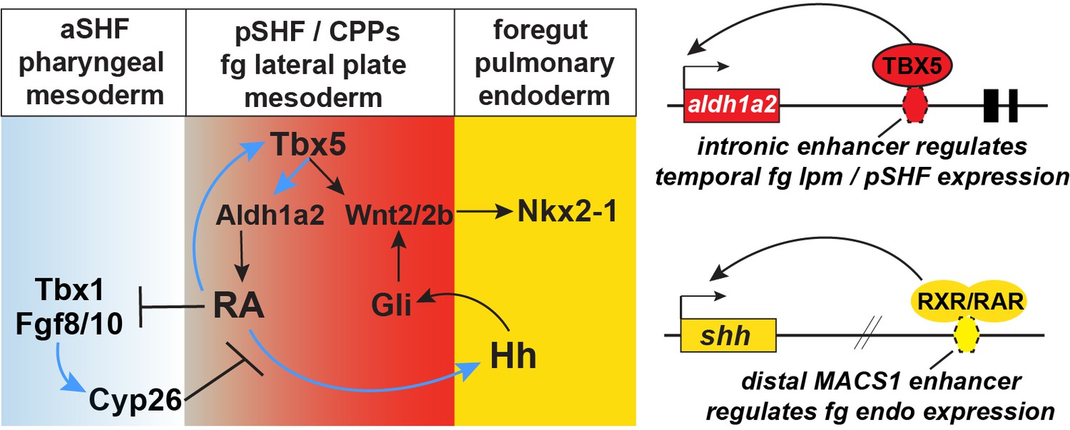 Tbx5 Drives Aldh1a2 Expression To Regulate A Ra Hedgehog Wnt Gene Regulatory Network 9903