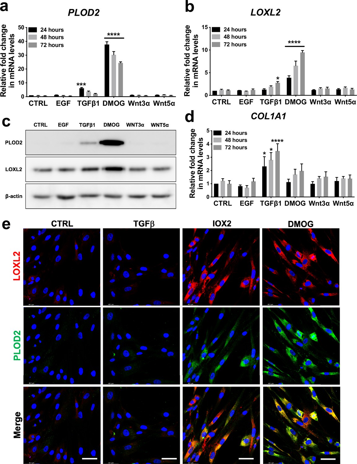 PDF) Hypoxia / Pseudohypoxia-mediated Activation of HIF1A in Cancer