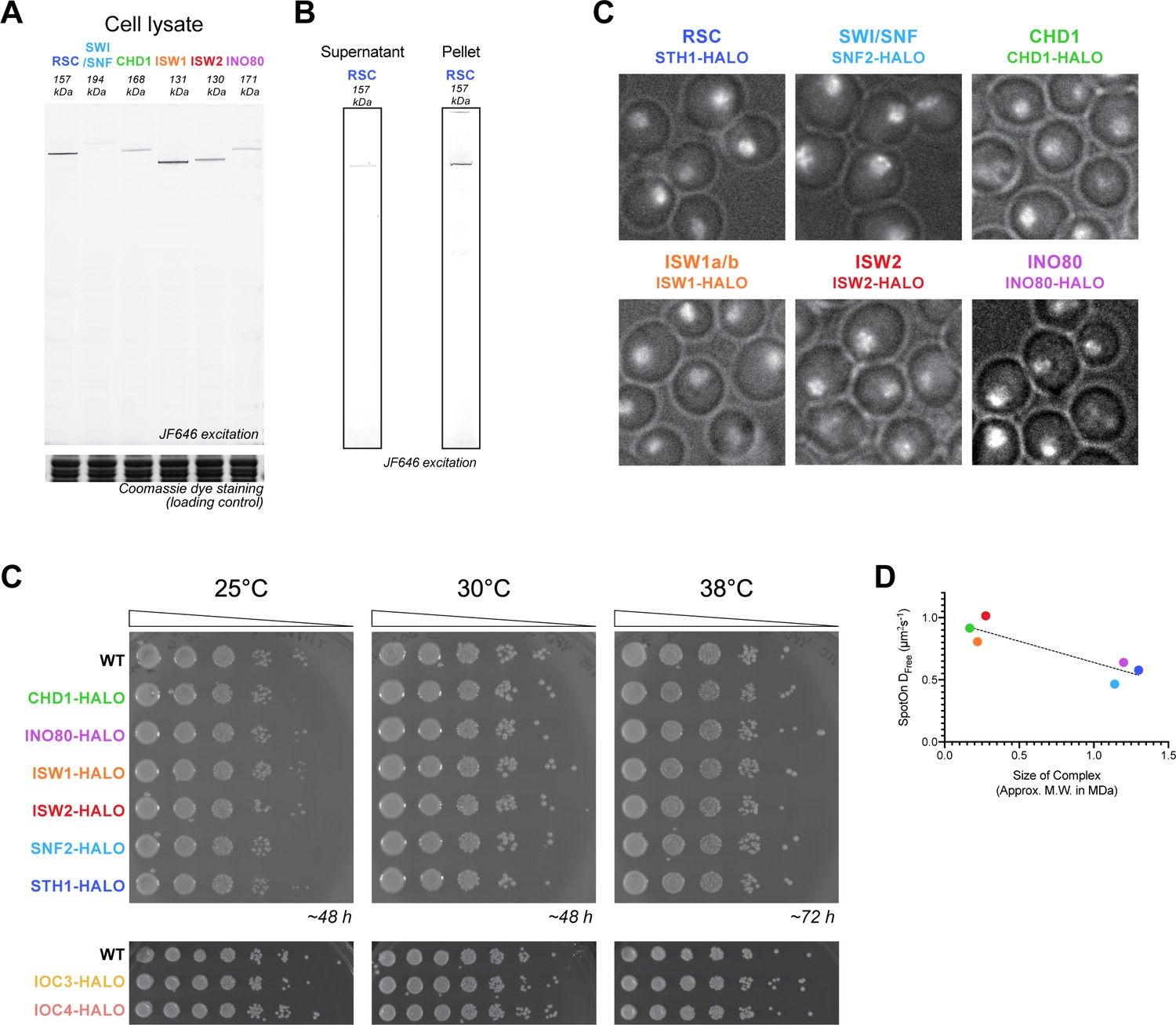 Single-molecule imaging of chromatin remodelers reveals role