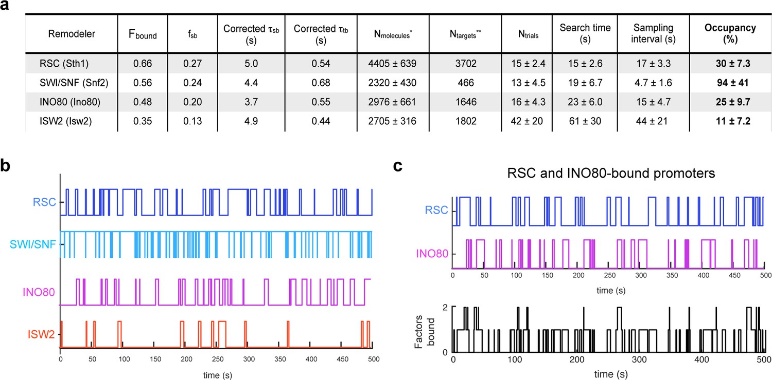 Single-molecule imaging of chromatin remodelers reveals role of 