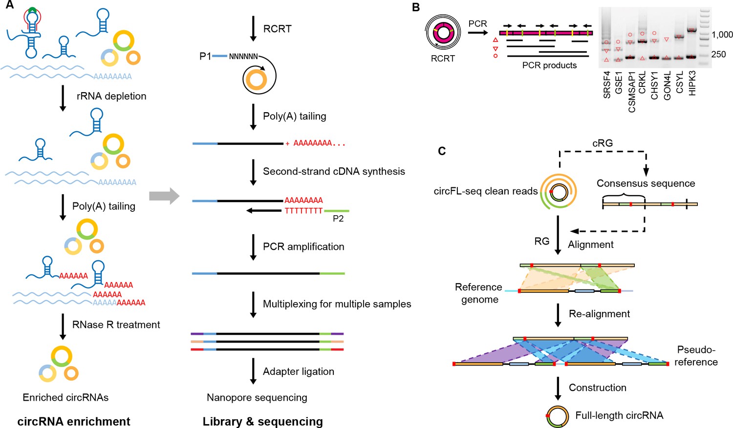 circFL-seq reveals full-length circular RNAs with rolling circular ...