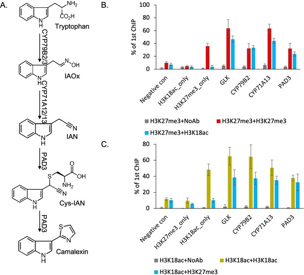 A Novel Bivalent Chromatin Associates With Rapid Induction Of Camalexin