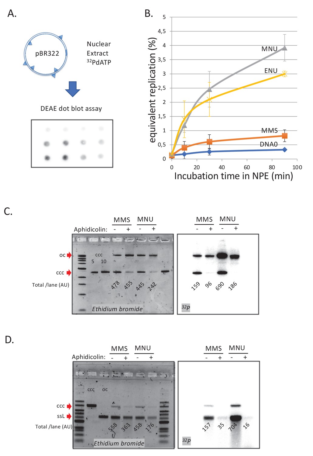 Crosstalk between repair pathways elicits double-strand breaks in alkylated  DNA and implications for the action of temozolomide