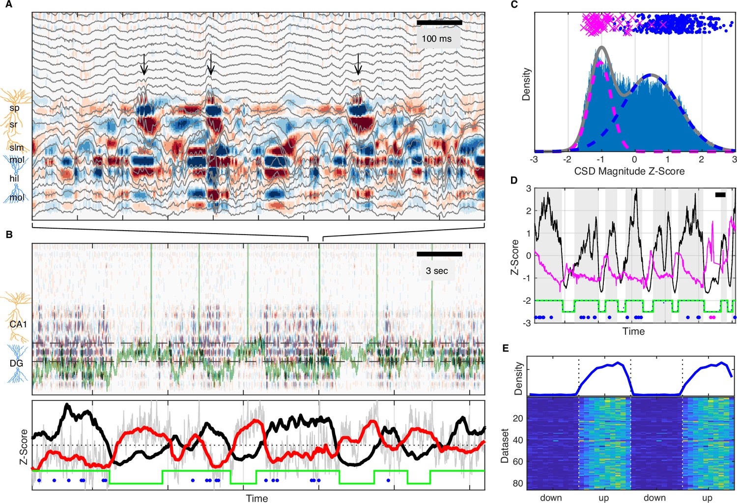 UP DOWN states and ripples differentially modulate membrane