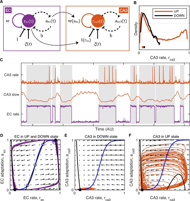 UP DOWN states and ripples differentially modulate membrane