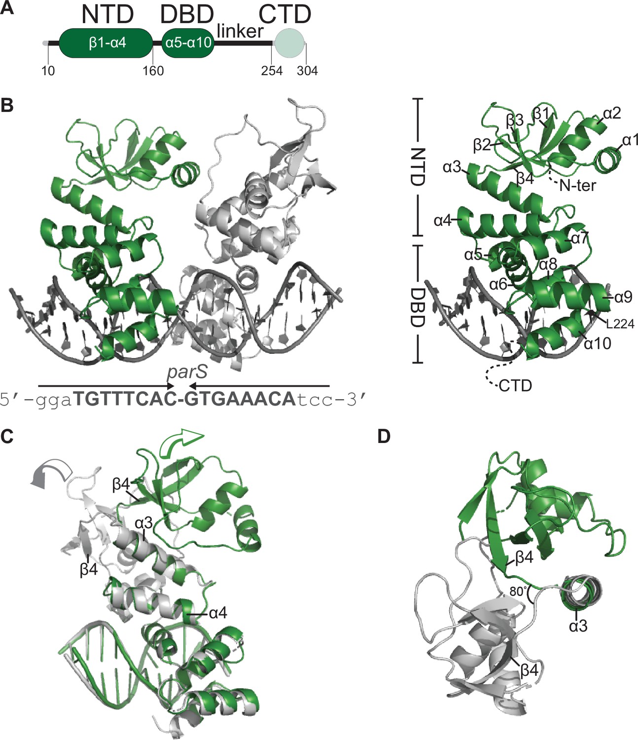 Figures and data in A CTP-dependent gating mechanism enables ParB