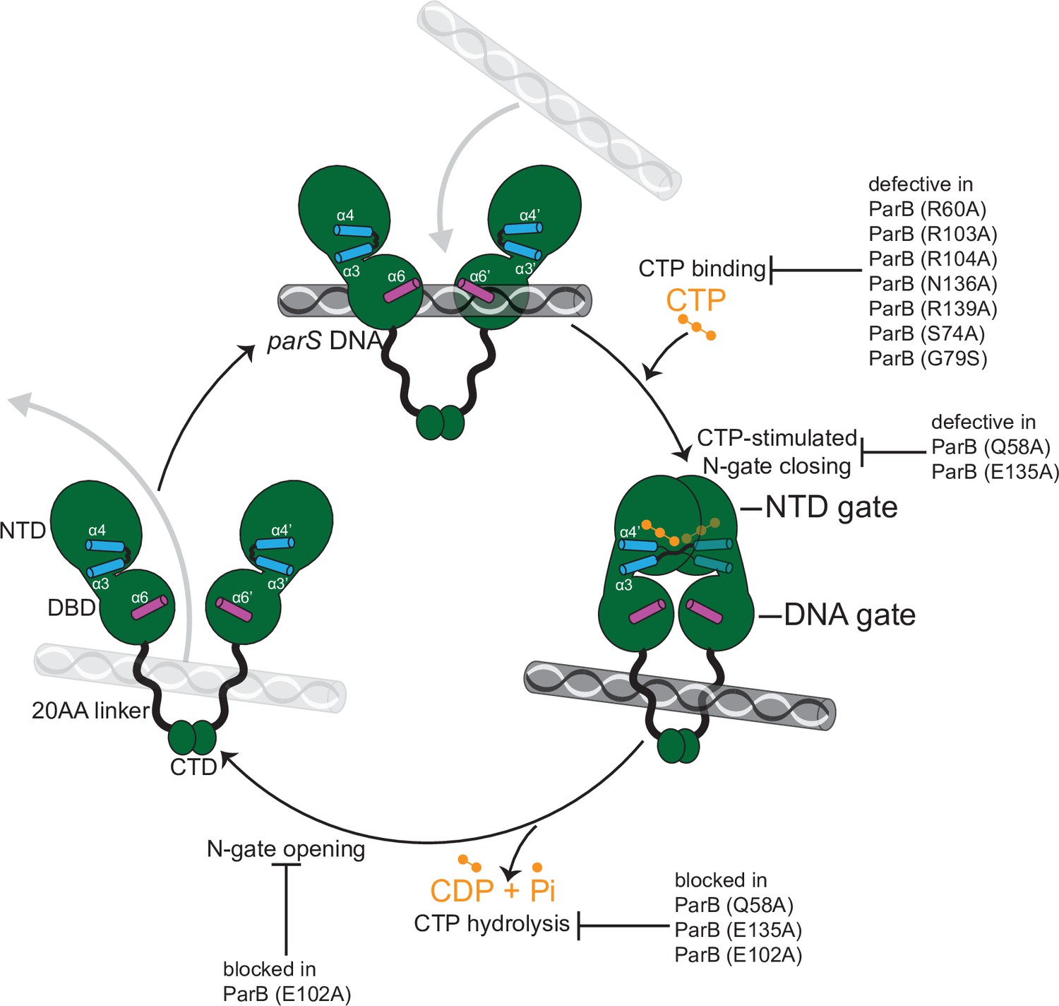 Figures and data in A CTP-dependent gating mechanism enables ParB