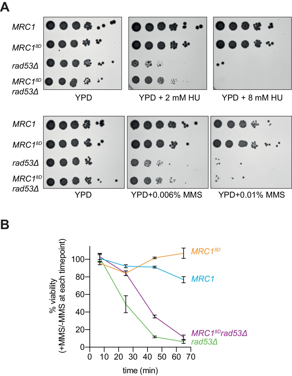Rad53 checkpoint kinase regulation of DNA replication fork