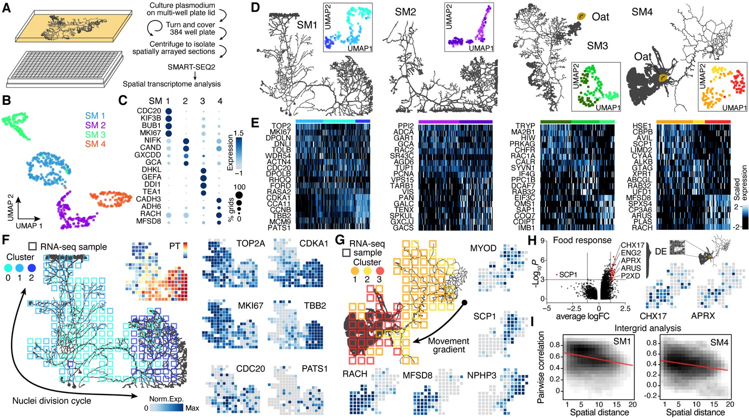 Spatial Transcriptomic And Single-nucleus Analysis Reveals ...