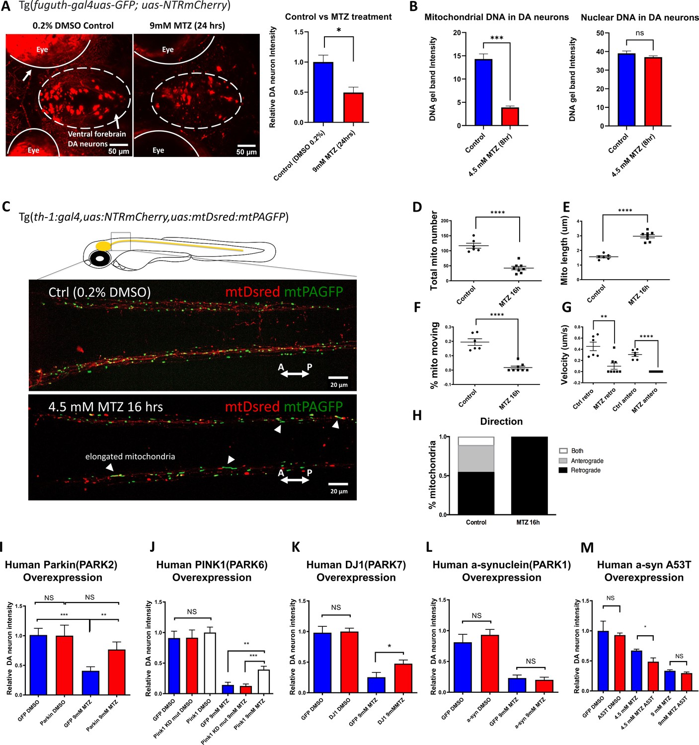 A Zebrafish Screen Reveals Renin Angiotensin System Off