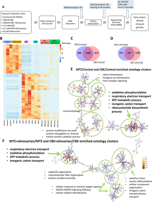 A zebrafish screen reveals Renin-angiotensin system inhibitors as ...