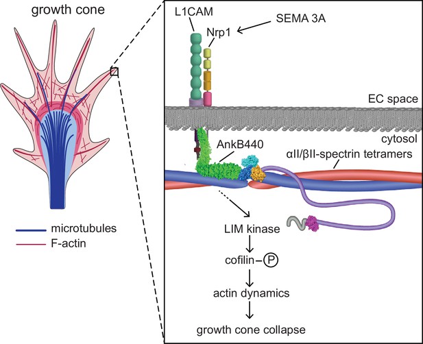 Giant Ankyrin-B Mediates Transduction Of Axon Guidance And Collateral ...