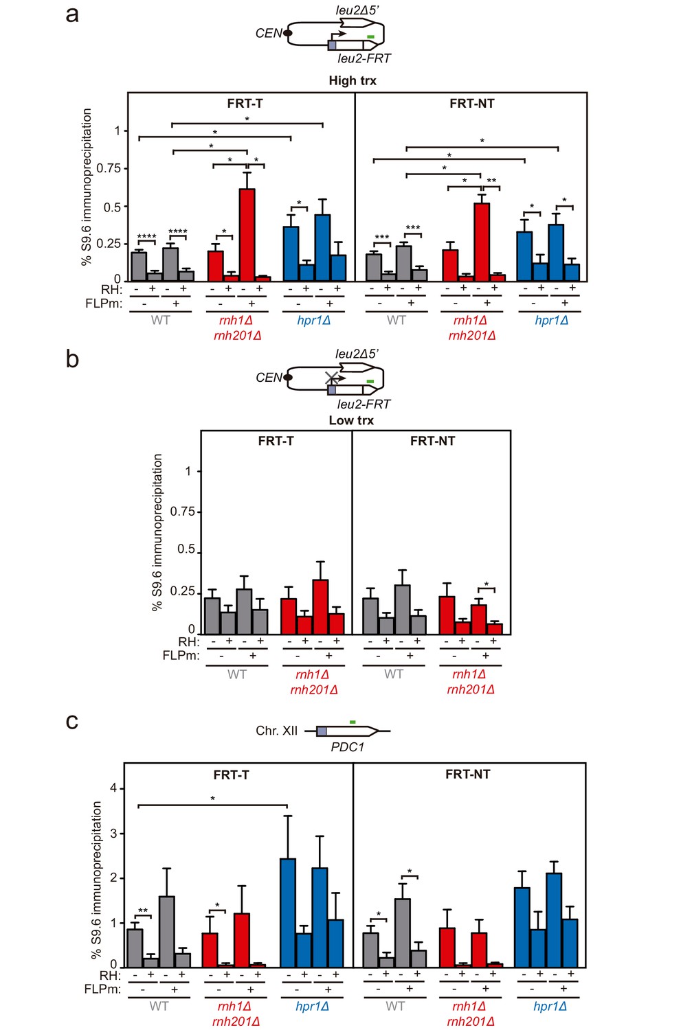 BRCA2 promotes DNA‐RNA hybrid resolution by DDX5 helicase at DNA