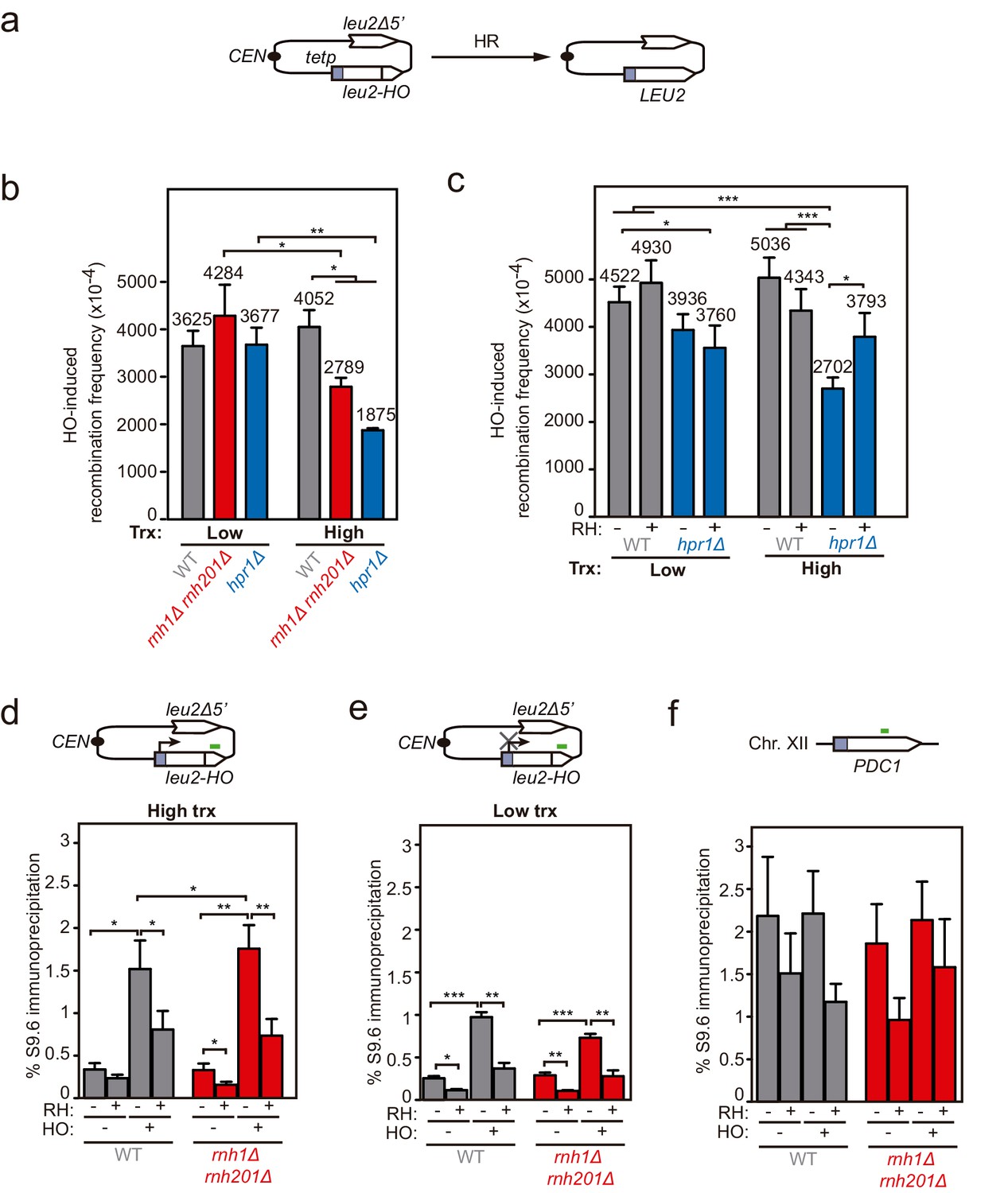 BRCA2 promotes DNA‐RNA hybrid resolution by DDX5 helicase at DNA