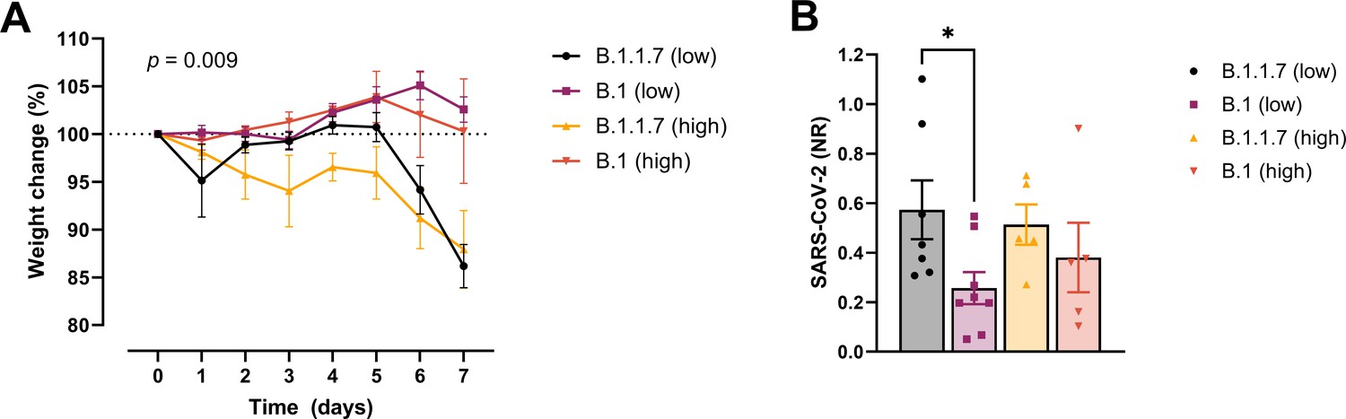 The alpha/B.1.1.7 SARS-CoV-2 variant exhibits significantly higher 