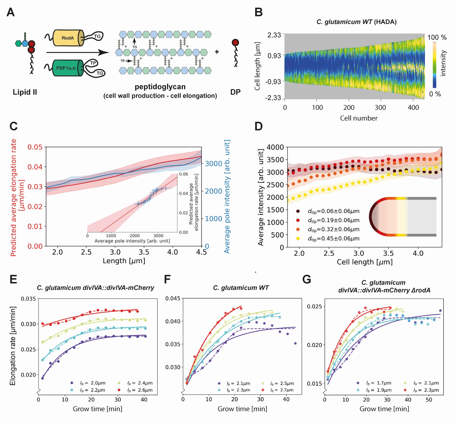 Frontiers  Exploring the application of Corynebacterium glutamicum single  cell protein in the diet of flathead grey mullet (Mugil cephalus): effects  on growth performance, digestive enzymes activity and gut microbiota