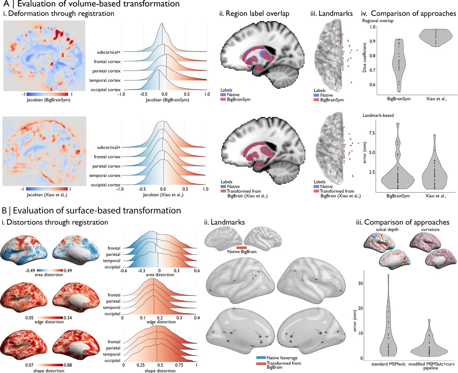 BigBrain: An Ultrahigh-Resolution 3D Human Brain Model