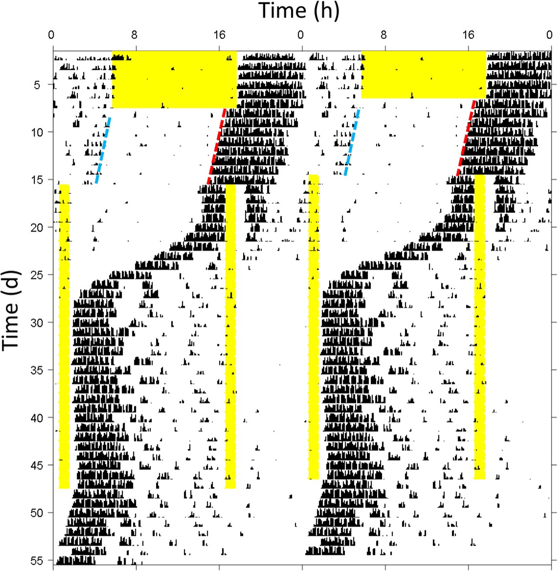 Amazon.co.jp: Biological rhythms―Proceedings of the tenth