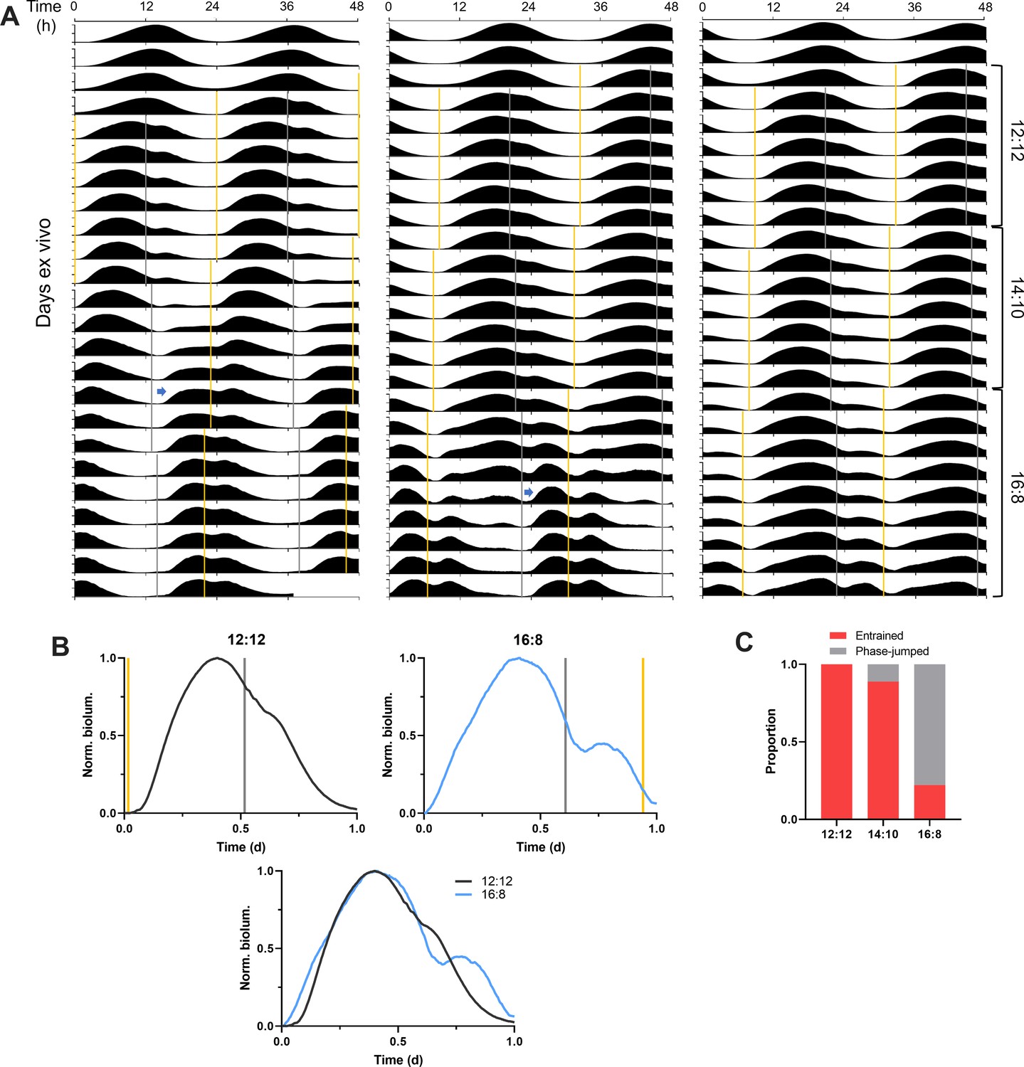 Light sets the brain's daily clock by regional quickening and