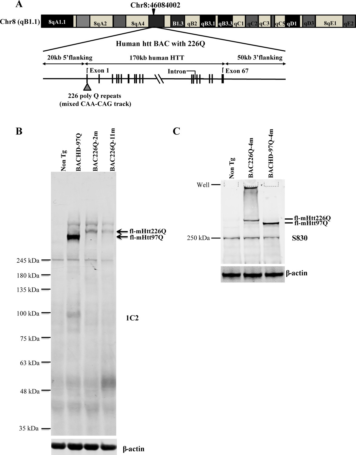 A novel and accurate full-length HTT mouse model for