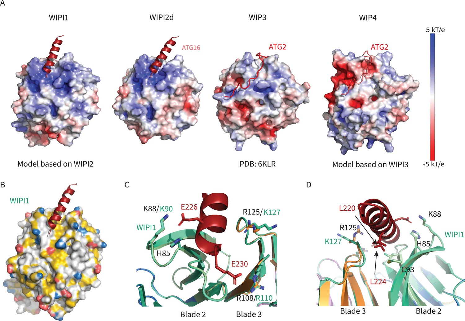 Structural Basis For Membrane Recruitment Of ATG16L1 By WIPI2 In ...