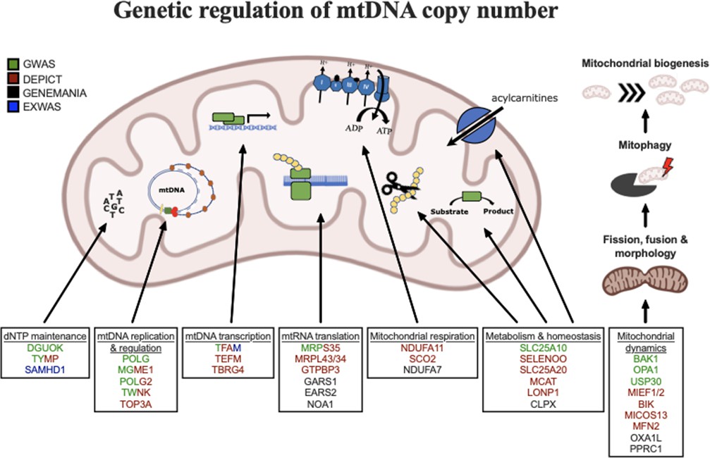 Mitochondrial Dna Replication