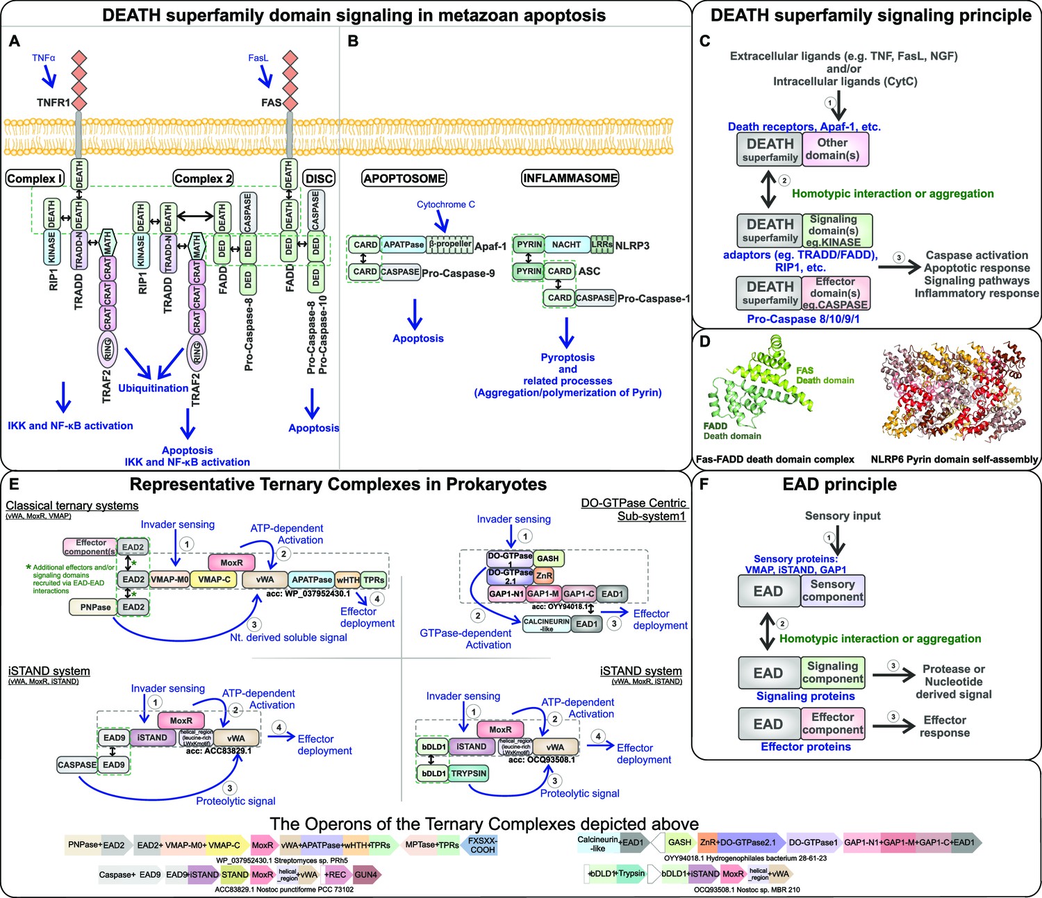 Bacterial death and TRADD-N domains help define novel apoptosis and ...