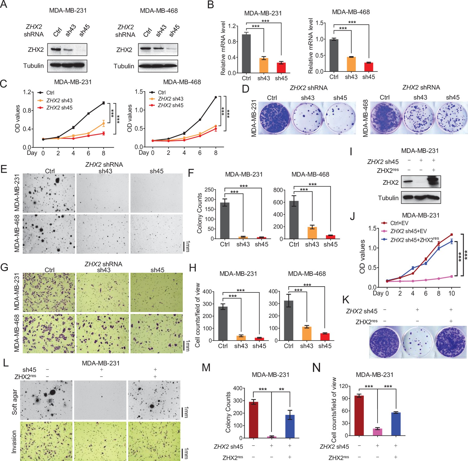 ZHX2 promotes HIF1α oncogenic signaling in triple-negative breast ...