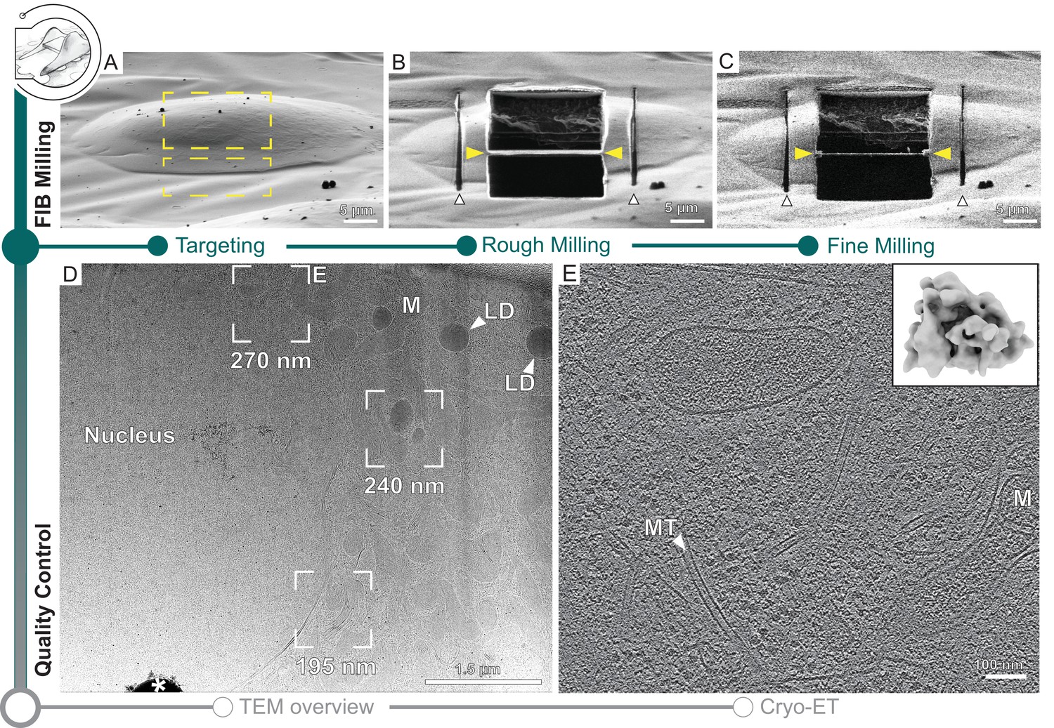 A modular platform for automated cryo-FIB workflows | eLife