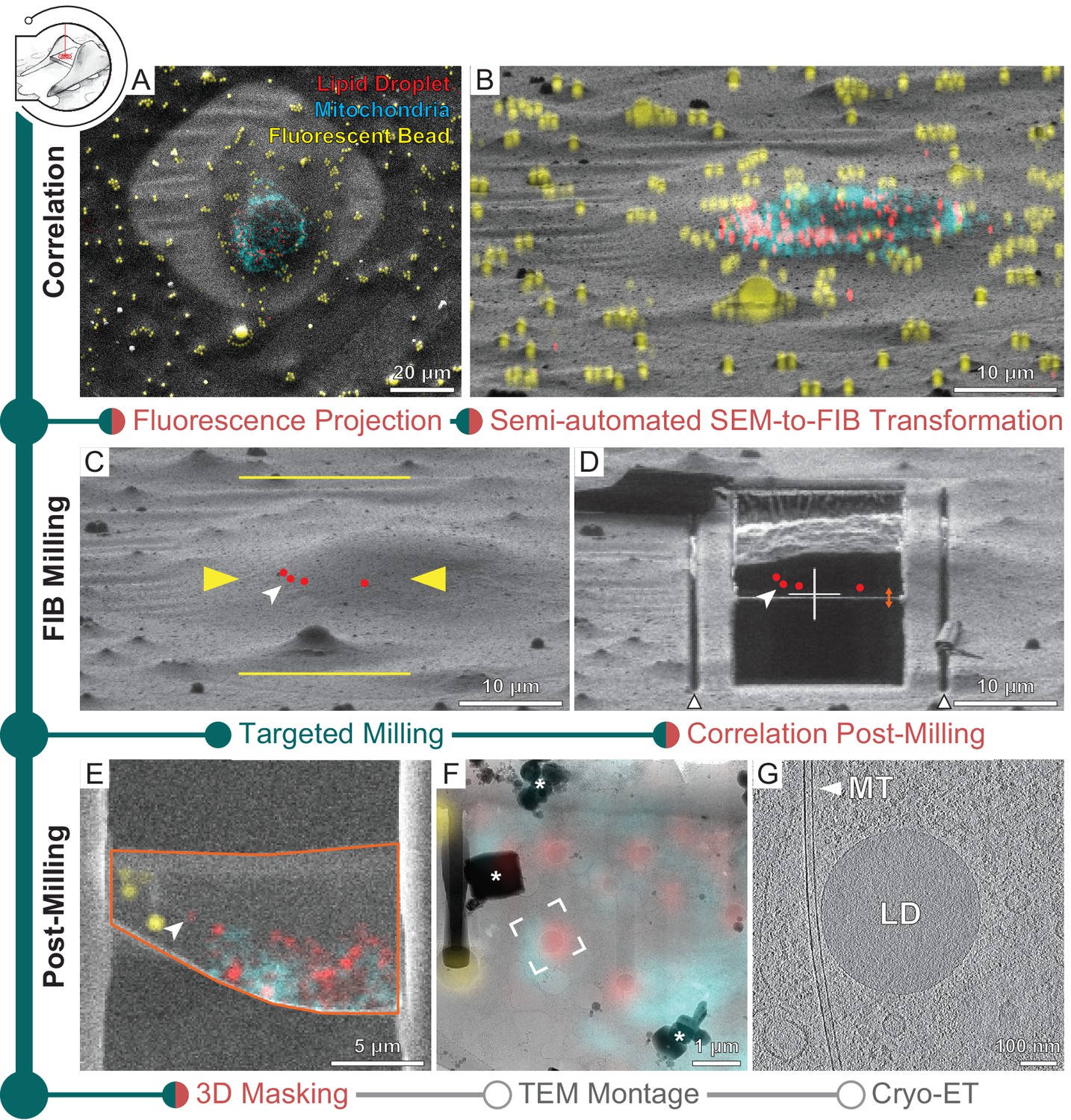 A modular platform for automated cryo-FIB workflows | eLife