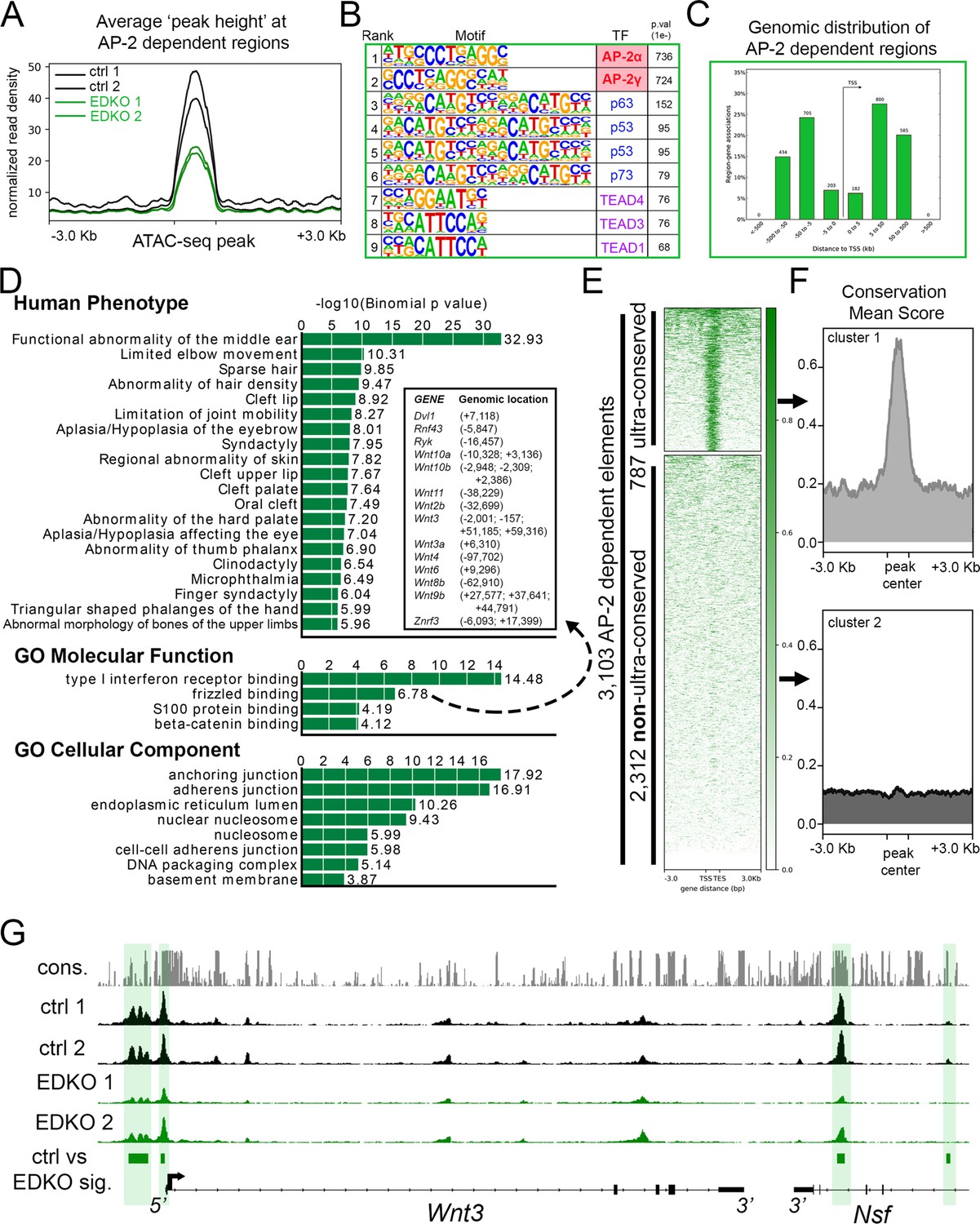 AP 2α and AP 2β cooperatively function in the craniofacial surface