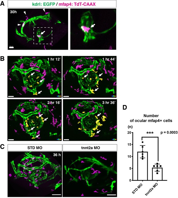 Mechanisms Underlying Microglial Colonization Of Developing Neural ...