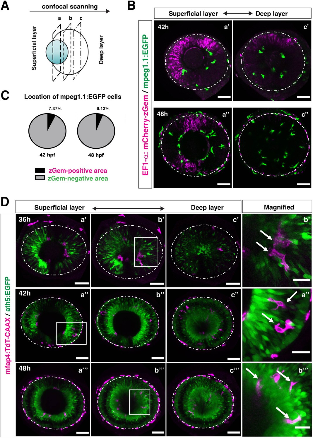 Figures And Data In Mechanisms Underlying Microglial Colonization Of