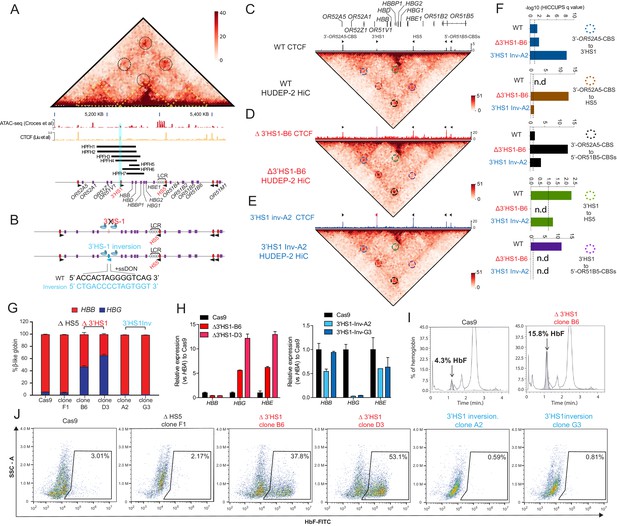 Hs Ctcf Binding Site In Human Globin Locus Regulates Fetal