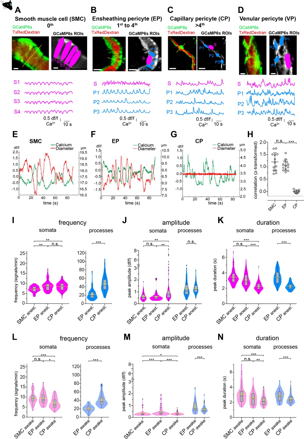 Distinct Signatures Of Calcium Activity In Brain Mural Cells ELife