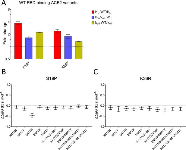 Correction: Identifying key determinants and dynamics of SARS-CoV-2/ACE2  tight interaction