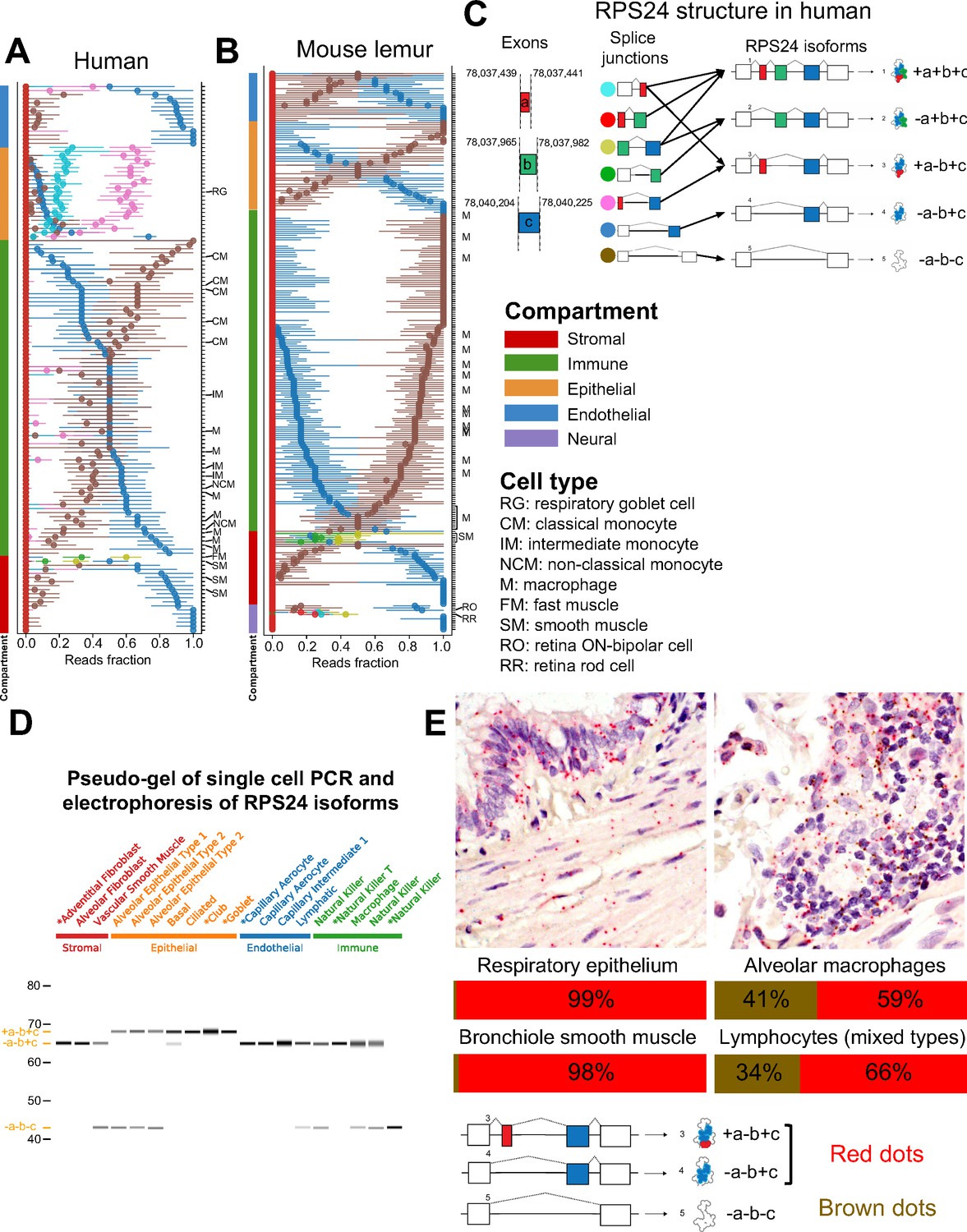 RNA Splicing Programs Define Tissue Compartments And Cell Types At ...