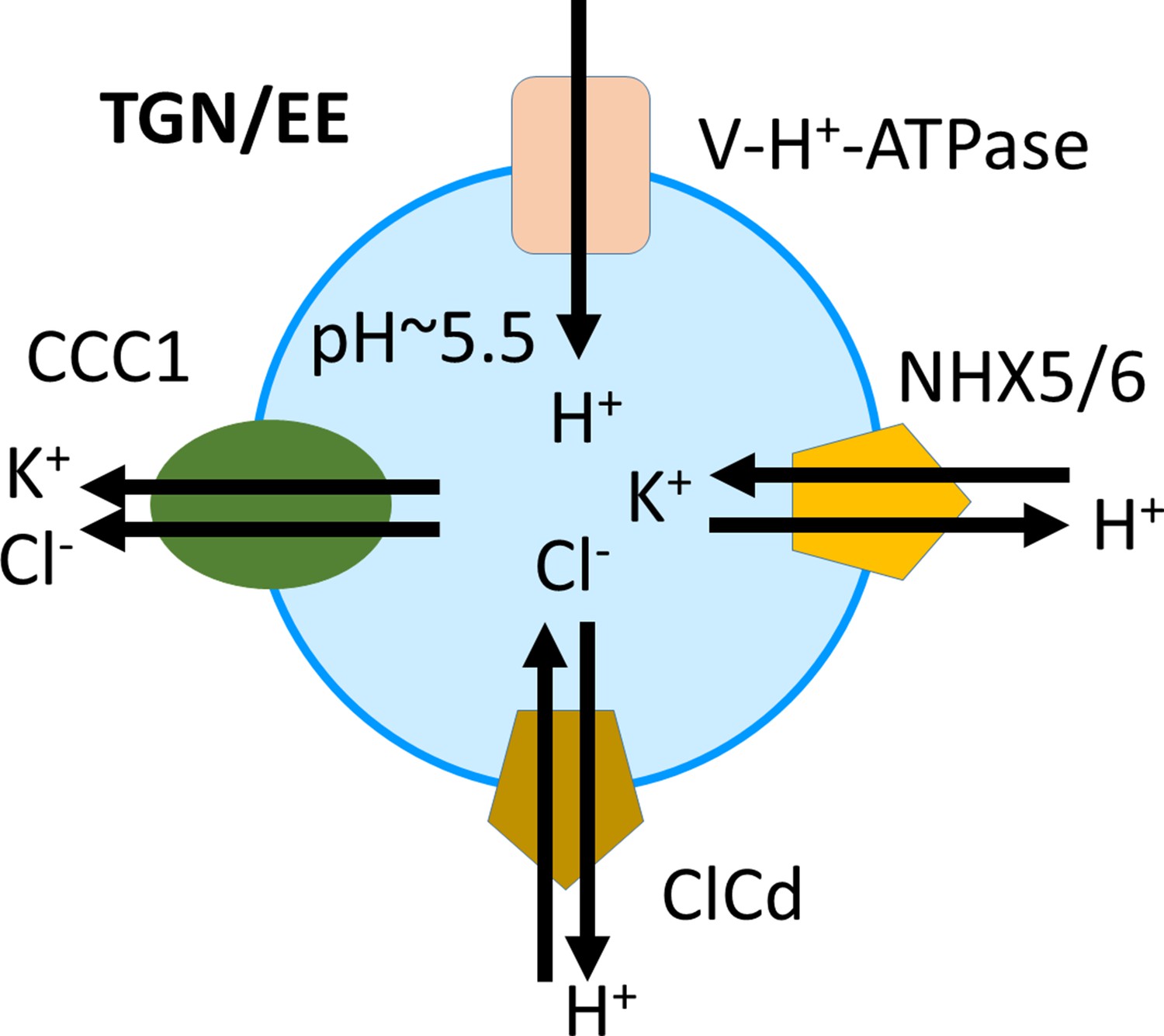 Plant Trans Golgi Network Early Endosome PH Regulation Requires Cation