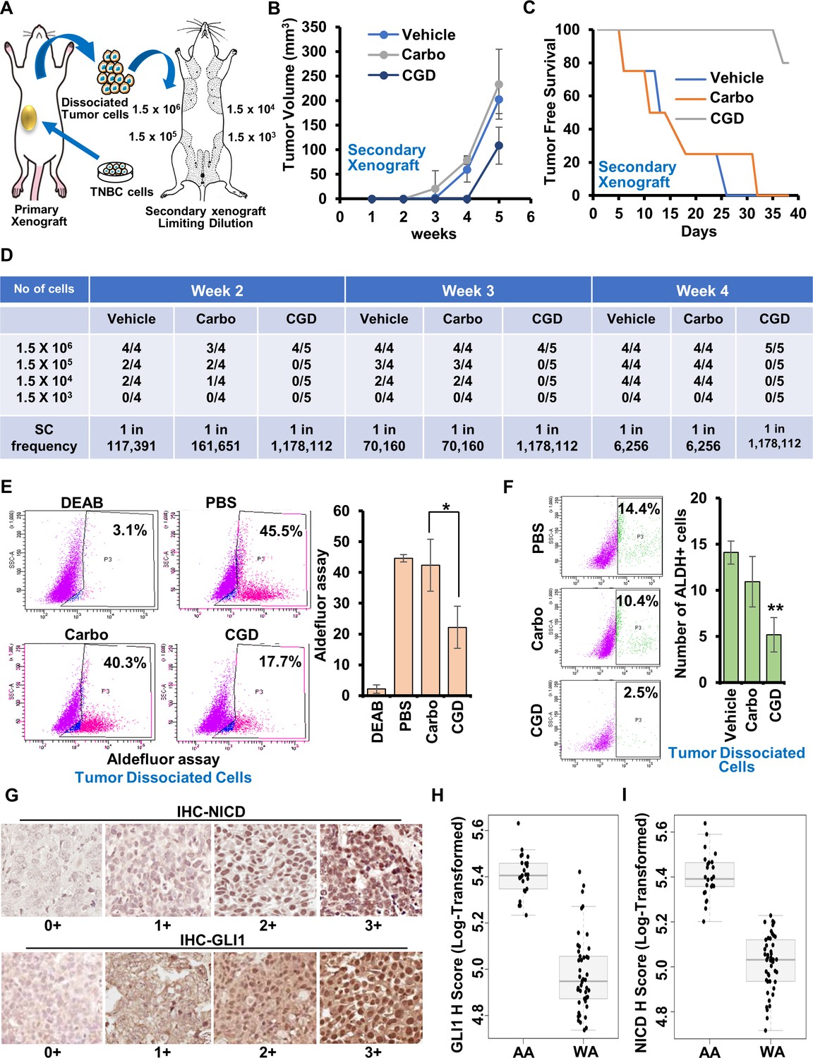 Concomitant activation of GLI1 and Notch1 contributes to