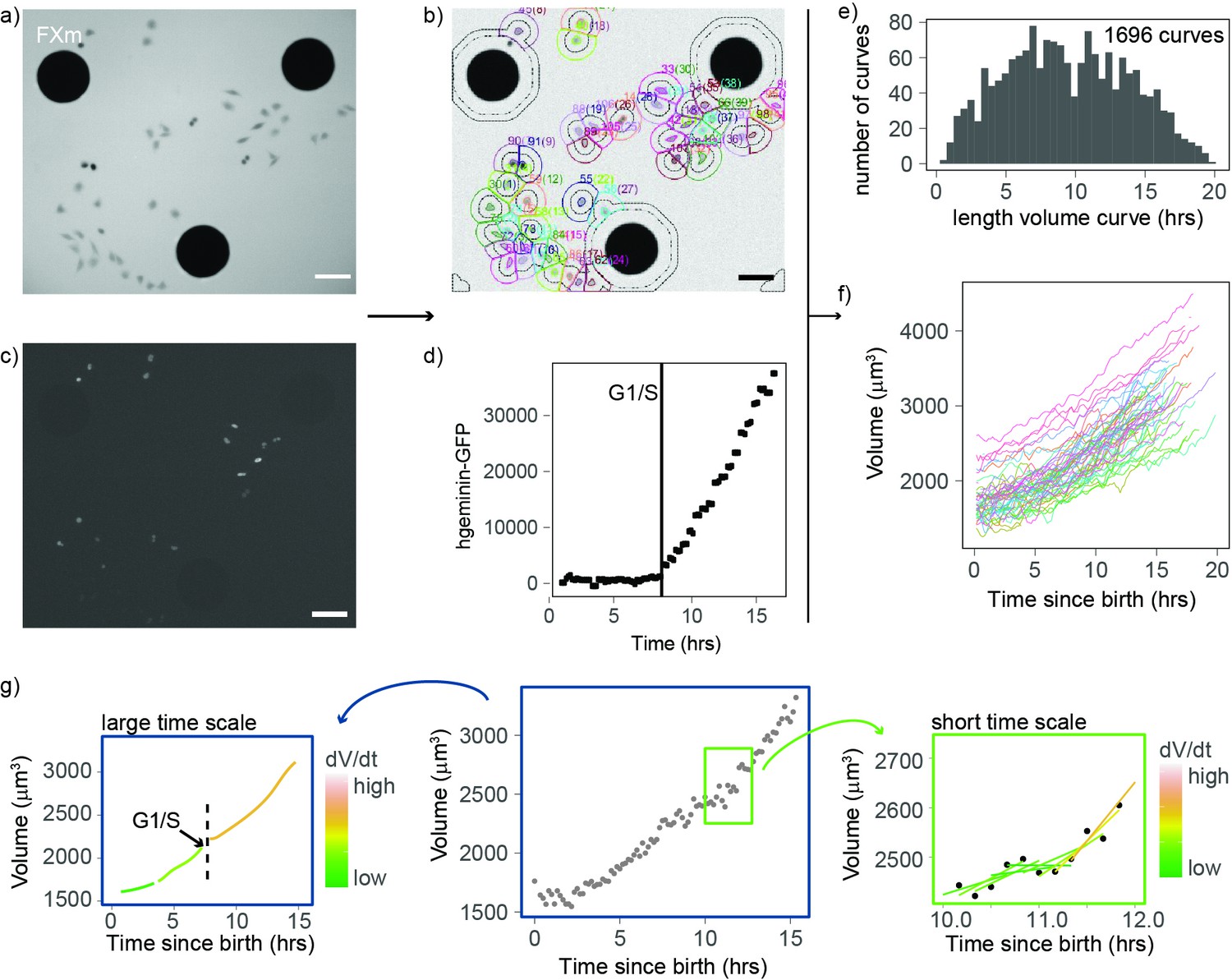 Volume growth in animal cells is cell cycle dependent and shows ...