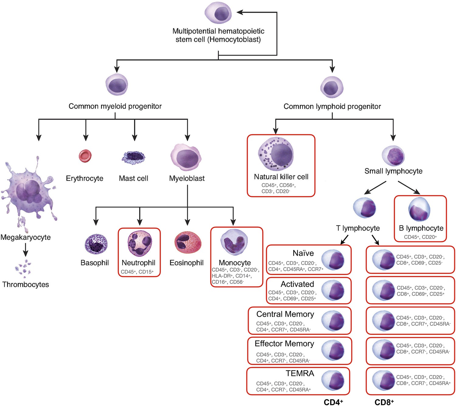 Figures and data in Mitochondrial phenotypes in purified human immune ...