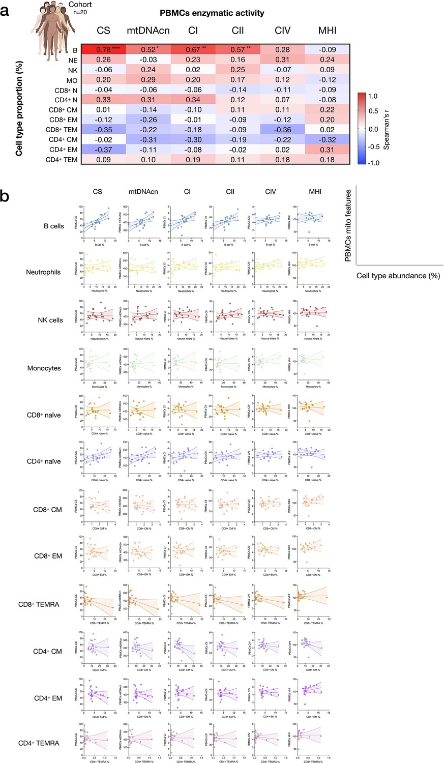 Mitochondrial phenotypes in purified human immune cell subtypes and ...