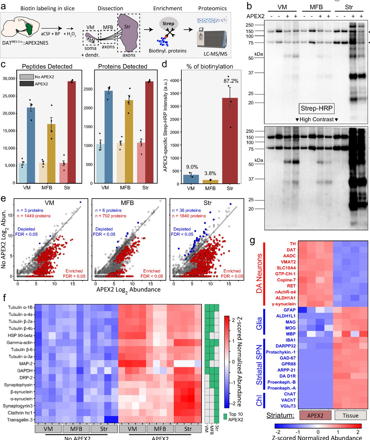 Subcellular proteomics of dopamine neurons in the mouse brain | eLife