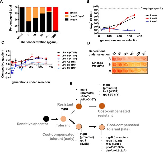 Adaptation And Compensation In A Bacterial Gene Regulatory Network ...